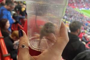 专业对口！桑德兰球迷黑猫晒照：在老特拉福德抓老鼠