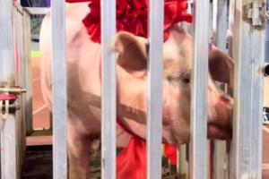 五华县文体局就“县超冠军奖励一头猪”一事作出回应，此举寓意为“财富满满”。